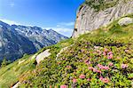 Blooming of rhododendrons in Torrone Valley, Valamasino, Valtellina, Sondrio province, Lombardy, Italy.