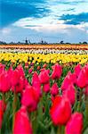 Windmills and tulip field full of flowers in Alkmaar, Netherland