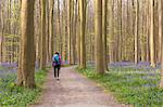 woman walking on a pathway into the Halle Forest, Halle, Bruxelles, Flemish Brabant, Flanders, Belgium