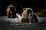 Brown bear (ursus arctos); Katmai National Park; western Alaska; United States; North America.