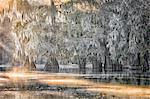 Lake Martin, Breaux Bridge, Atchafalaya Basin, Southern United States, USA; North America