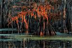Bald Cypress (Taxodium distichum) in Lake Martin, Breaux Bridge, Atchafalaya Basin, Southern United States, USA; North America