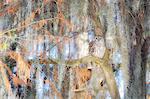 Barred Owl (strix varia); Lake Martin, Breaux Bridge, Atchafalaya Basin, Southern United States, USA; North America