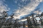 Lake Martin, Breaux Bridge, Atchafalaya Basin, Southern United States, USA; North America