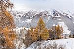 Snow covered woods during autumn, Val tartano, Valtellina, province of Sondrio, Lombardy, Italy