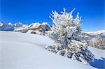 Isolated tree covered with snow, Monte Olano, Valgerola, Valtellina, province of Sondrio, Lombardy, Italy