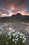 Pink clouds at dawn on flowering cotton grass, Gavia Pass, Valfurva, Valtellina, Lombardy, Italy