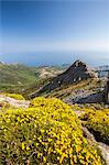 Wildflowers, Monte Capanne, Elba Island, Livorno Province, Tuscany, Italy