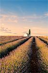 Valensole,Provence,France