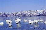 Swans in Lake Kussharo, Hokkaido, Japan