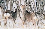 Yezo Deer