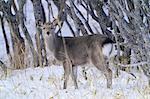 Yezo Deer in Winter