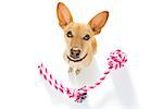 curious podenco dog looking up to owner waiting or sitting patient to play or go for a walk,  isolated on white background, with a lot of pet toys