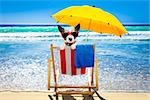poodle  dog resting and relaxing on a hammock or beach chair under umbrella at the beach ocean shore, on summer vacation holidays