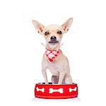 hungry  chihuahua dog inside empty  bowl, isolated white background ,  begging for food