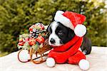 funny welsh corgi pembroke puppy in santa hat and New Year sled with gifts