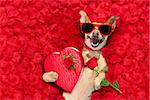 podenco dog resting in  a bed of rose petals for valentines day happy with funny red sunglasses and a gift present box