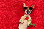podenco dog resting in  a bed of rose petals for valentines day happy with funny red sunglasses and red flower