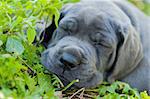 beautiful Gray Great Dane dog puppy is sleeping outside on grass