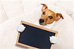 office worker businessman jack russell dog  as  boss and chef ,  holding banner or placard