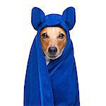 jack russell dog in a towel  not so amused about that , with blue colour,  having a spa or wellness treatment or is about to have a shower , isolated on white background
