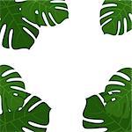 Tropical monstera green leaves frame isolated on white background. Vector illustration