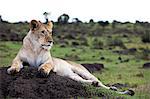 A lioness resting on a termite mound, Maasai Mara, Kenya