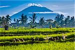 Ducks in rice field with Mount Agung in the background in Ubud District in Gianyar, Bali, Indonesia