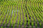 Young rice plants in rows in rice field with footprints in Ubud District in Gianyar, Bali, Indonesia