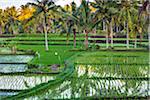 Divided sections of a rice field in the shade with palm trees in Ubud District in Gianyar, Bali, Indonesia