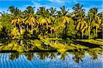 Sunlit palm trees reflected in the water of a shaded rice field in Ubud District in Gianyar, Bali, Indonesia