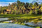 Dappled sunlight over a rice field with thatched hut and palm trees in Ubud District in Gianyar, Bali, Indonesia