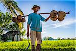 Balinese farmer carrying coconuts in a rice field in Ubud District in Gianyar, Bali, Indonesia