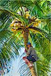 Portrait of Balinese man climbing a tree to gather coconuts in Ubud District in Gianyar, Bali, Indonesia