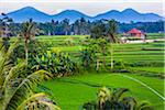 Scenic overview of rice fields with worker hut and silhouette of mountains in the background in Ubud District in Gianyar, Bali, Indonesia