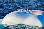 Chinstrap (Pygoscelis antarcticus), Gentoo (Pygoscelis papua) Adelie Penguins (Pygoscelis adeliae) on one iceberg, Bransfield Strait, Antarctica, Polar Regions