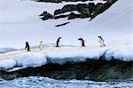 Chinstrap (Pygoscelis antarcticus) and Adelie Penguins (Pygoscelis adeliae), Torgersen Island, Antarctic Peninsula, Antarctica, Polar Regions