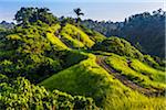 People walking along the path on the scenic Campuhan Ridge Walk near Campuhan in Ubud District in Gianyar, Bali, Indonesia