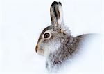 Mountain hare (Lepus timidus) in winter snow, Scottish Highlands, Scotland, United Kingdom, Europe