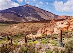 Tajinaste Rojo (Echium Wildpretii), endemic plant, Teide in the background, Teide National Park, UNESCO World Heritage Site, Tenerife, Canary Islands, Spain, Europe