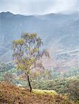 Lone tree, Grange, Lake District, Cumbria, England, United Kingdom, Europe