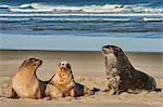 A male New Zealand sea lion (Hooker's sea lion) guards juvenile females of the species on Allans Beach, Otago Peninsula, Otago, South Island, New Zealand, Pacific