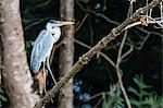 An adult cocoi heron (Ardea cocoi), Porto Jofre, Mato Grosso, Pantanal, Brazil, South America