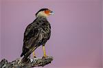 An adult southern crested caracara (Caracara plancus) at sunset, Mato Grosso, Brazil, South America