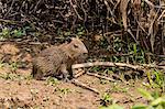 A bay capybara (Hydrochoerus hydrochaeris), Porto Jofre, Mato Grosso, Pantanal, Brazil, South America