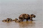 Adult capybara (Hydrochoerus hydrochaeris), with young, Porto Jofre, Mato Grosso, Pantanal, Brazil, South America