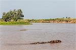 Adult capybara (Hydrochoerus hydrochaeris), with young, Porto Jofre, Mato Grosso, Pantanal, Brazil, South America