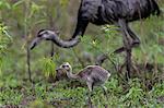 An greater rhea chick (Rhea americana), Pousado Rio Claro, Mato Grosso, Brazil, South America