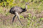 An adult greater rhea (Rhea americana), Pousado Rio Claro, Mato Grosso, Brazil, South America