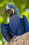 An adult hyacinth macaw (Anodorhynchus hyacinthinus), Porto Jofre, Mato Grosso, Brazil, South America